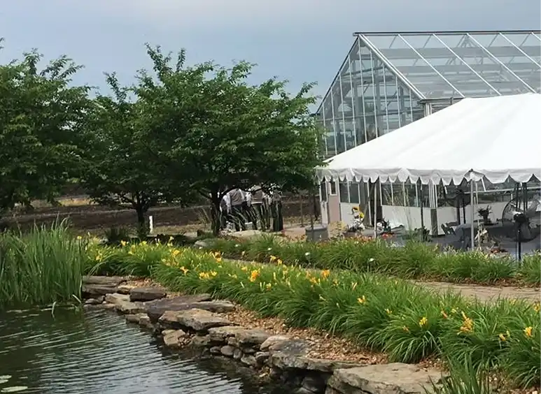 A serene garden scene featuring a pond with rocks and vibrant yellow flowers